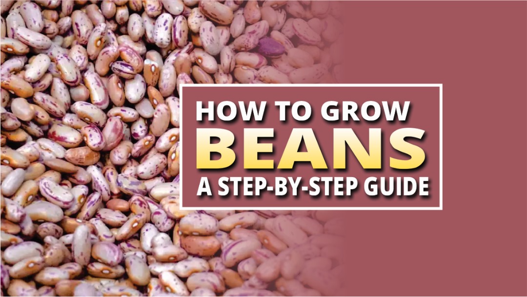 BEANS FARMING