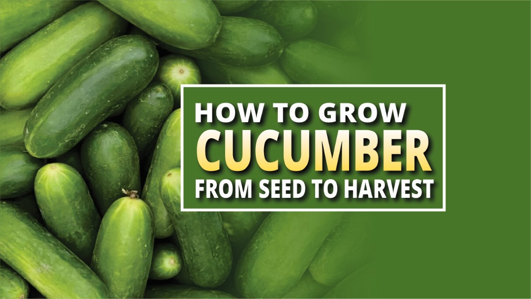 CUCUMBER FARMING