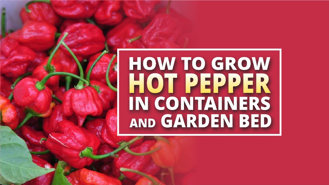 PEPPER FARMING