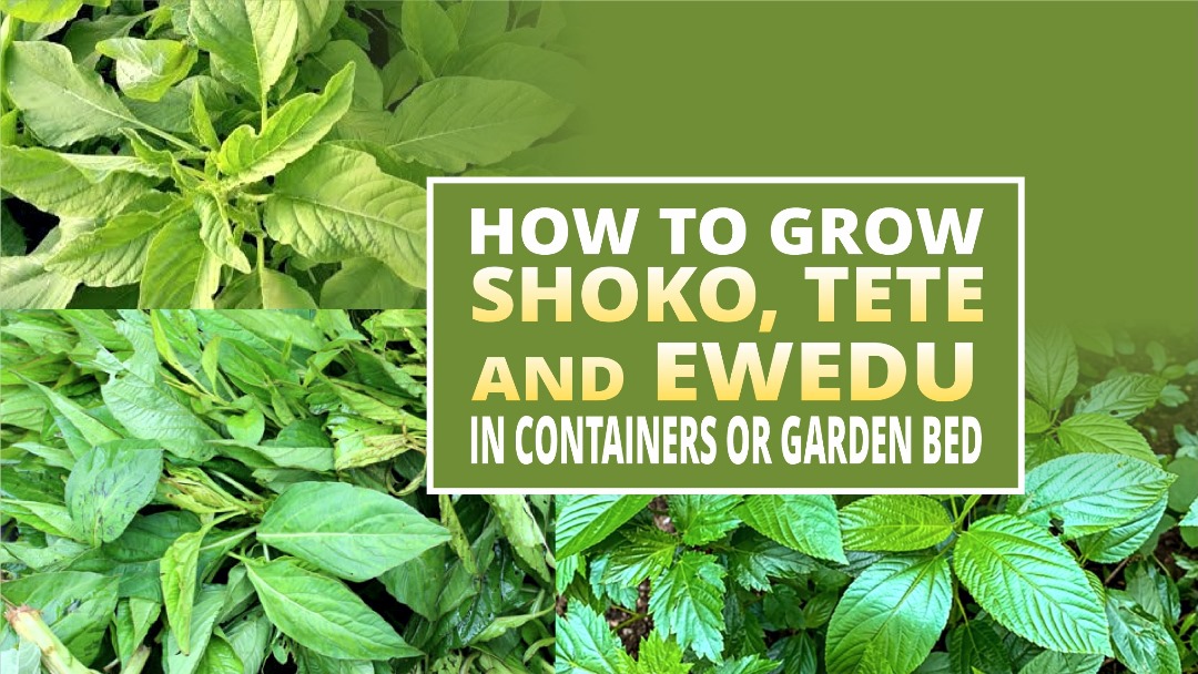 SHOKO,TETE AND EWEDU FARMING.